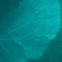 Sea fan