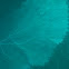 Sea fan