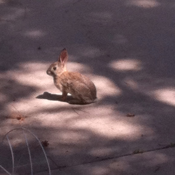Spotting Image 1