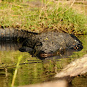 American Alligator