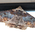 Looper Moth