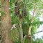 Fishtail Palm