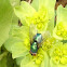 mosca verde