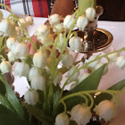 lily of the valley