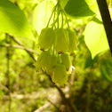 Bladdernut