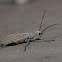 Blister beetle