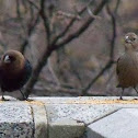 Brown-headed cowbird