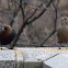 Brown-headed cowbird