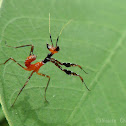 Mantis