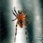 Marbled Orb-Weaver