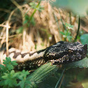Horned Viper