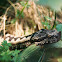 Horned Viper
