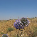 Echinops