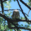 Pearl-spotted Owlet