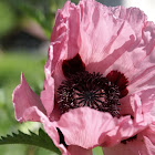 Papaver Orientale