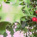 Europian Holly