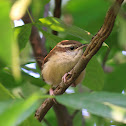 Carolina Wren