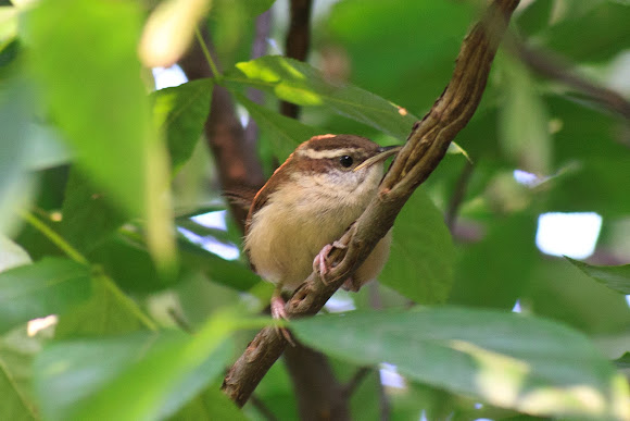 Spotting Image 1