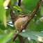Carolina Wren