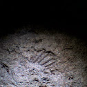 Brachiopod Fossils