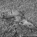 White-Tailed Deer (Remains)