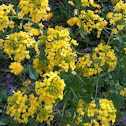 Winter Cress