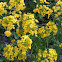 Winter Cress
