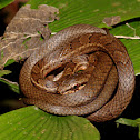 Salmon bellied racer