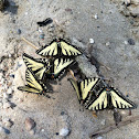Eastern tiger swallowtail butterfly