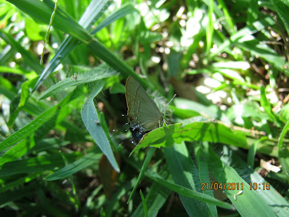 Spotting Image 1