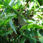 Dusky-blue Groundstreak ,Borboleta da grama(PT-BR)