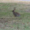 Eastern Cottontail