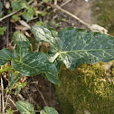 Arum italicum