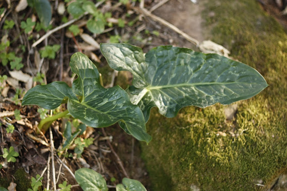 Spotting Image 1