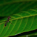 Bullet Ant