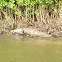 Saltwater Crocodile