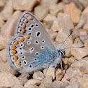 Silver-studded Blue