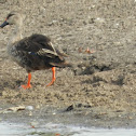 Spot-billed Duck