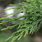 Thuja