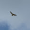 Red-Tailed Hawk
