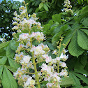 Horse Chestnut