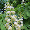 Horse Chestnut