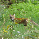 Red Fox