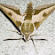 polilla