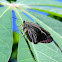 skipper