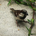 house sparrow