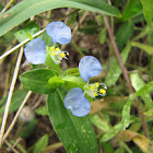 Asiatic dayflower