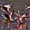 Greater Flamingo