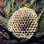 Nido de Avispa Cartonera / European Paper Wasp Nest