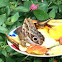 owl eye butterfly
